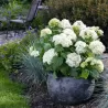 Šviesioji hortenzija - Hydrangea arborescens FLOWERWOW