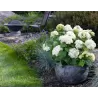 Šviesioji hortenzija - Hydrangea arborescens FLOWERWOW