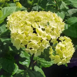 Šviesioji hortenzija - Hydrangea arborescens FLOWERWOW