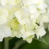 Šviesioji hortenzija - Hydrangea arborescens FLOWERWOW