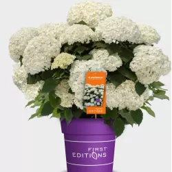 Šviesioji hortenzija - Hydrangea arborescens FLOWERWOW