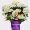 Šviesioji hortenzija - Hydrangea arborescens FLOWERWOW
