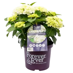 Darželinė hortenzija - Hydrangea macrophylla FOREVER & EVER® WHITE