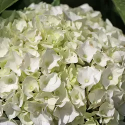 Darželinė hortenzija - Hydrangea macrophylla FOREVER & EVER® WHITE