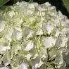 Darželinė hortenzija - Hydrangea macrophylla FOREVER & EVER® WHITE