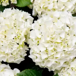 Darželinė hortenzija - Hydrangea macrophylla FOREVER & EVER® WHITE
