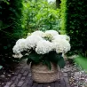 Darželinė hortenzija - Hydrangea macrophylla FOREVER & EVER® WHITE