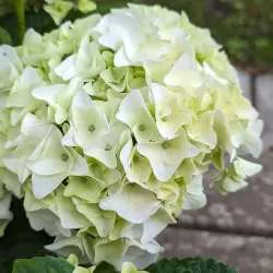 Darželinė hortenzija - Hydrangea macrophylla FOREVER & EVER® WHITE