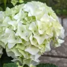 Darželinė hortenzija - Hydrangea macrophylla FOREVER & EVER® WHITE