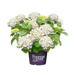 Darželinė hortenzija - Hydrangea macrophylla FOREVER & EVER® WHITE