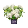 Darželinė hortenzija - Hydrangea macrophylla FOREVER & EVER® WHITE