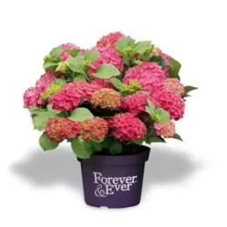 Hydrangea macrophylla FOREVER & EVER RED