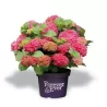 Hydrangea macrophylla FOREVER & EVER RED