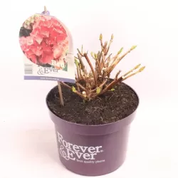 Darželinė hortenzija - Hydrangea macrophylla FOREVER & EVER RED