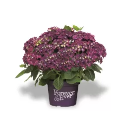 Darželinė (didžialapė) hortenzija - Hydrangea FOREVER & EVER® PURPLE