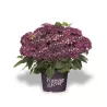 Darželinė (didžialapė) hortenzija - Hydrangea FOREVER & EVER® PURPLE