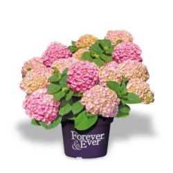 Darželinė hortenzija - Hydrangea macrophylla FOREVER & EVER® PINK