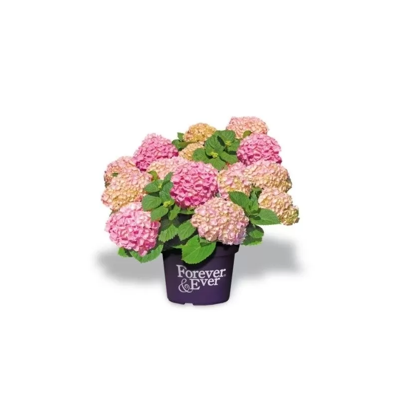 Hydrangea macrophylla FOREVER & EVER® PINK
