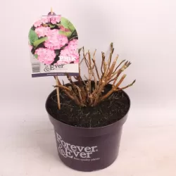Hydrangea macrophylla FOREVER & EVER® PINK