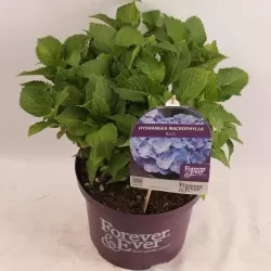 Hydrangea macrophylla FOREVER & EVER® BLUE