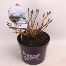 Hydrangea macrophylla FOREVER & EVER® BLUE