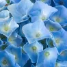 Darželinė hortenzija - Hydrangea macrophylla FOREVER & EVER® BLUE