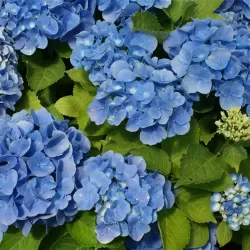 Hydrangea macrophylla FOREVER & EVER® BLUE