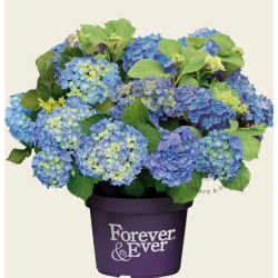 Darželinė hortenzija - Hydrangea macrophylla FOREVER & EVER® BLUE