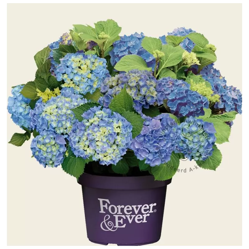 Hydrangea macrophylla FOREVER & EVER® BLUE