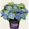 Darželinė hortenzija - Hydrangea macrophylla FOREVER & EVER® BLUE