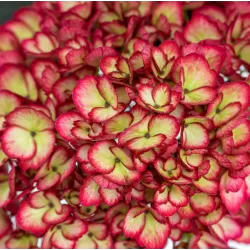 Hydrangea macrophylla ECLIPSE RED