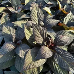 Hydrangea macrophylla ECLIPSE RED