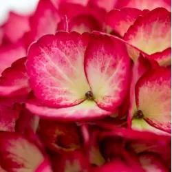 Hydrangea macrophylla ECLIPSE RED