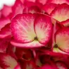 Hydrangea macrophylla ECLIPSE RED
