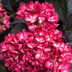 Hydrangea macrophylla ECLIPSE RED
