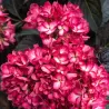 Hydrangea macrophylla ECLIPSE RED