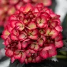 Hydrangea macrophylla ECLIPSE RED