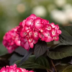 Darželinė hortenzija - Hydrangea macrophylla ECLIPSE (RED / PURPLE)