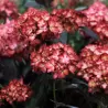 Darželinė hortenzija - Hydrangea macrophylla ECLIPSE (RED / PURPLE)