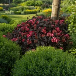 Darželinė hortenzija - Hydrangea macrophylla ECLIPSE (RED / PURPLE)