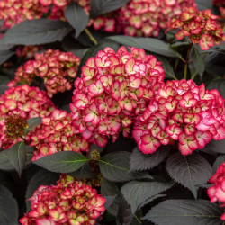 Darželinė hortenzija - Hydrangea macrophylla ECLIPSE (RED / PURPLE)