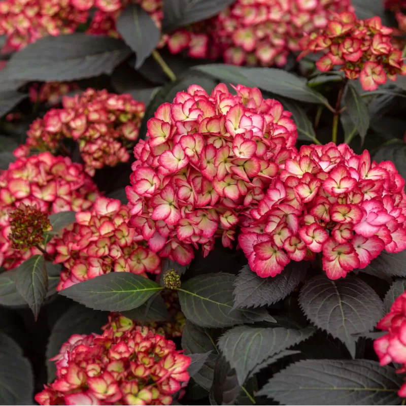 Hydrangea macrophylla ECLIPSE RED