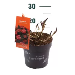 Darželinė hortenzija - Hydrangea macrophylla ECLIPSE (RED / PURPLE)