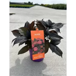 Darželinė hortenzija - Hydrangea macrophylla ECLIPSE (RED / PURPLE)