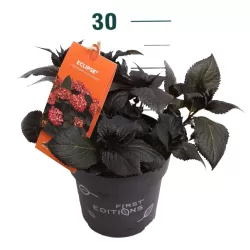 Darželinė hortenzija - Hydrangea macrophylla ECLIPSE (RED / PURPLE)