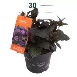 Hydrangea macrophylla ECLIPSE PURPLE