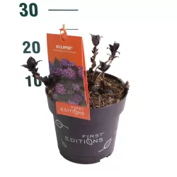 Hydrangea macrophylla ECLIPSE PURPLE