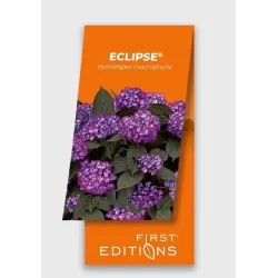 Hydrangea macrophylla ECLIPSE PURPLE
