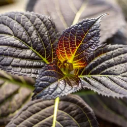 Hydrangea macrophylla ECLIPSE PURPLE