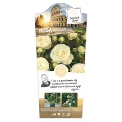 Rožė - Rosa ARTEMIS ®